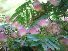 albizia